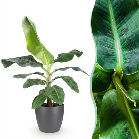Green BoutiQ - Kamerväxtn - Musa acuminata Dwarf Cavendisch - Bananenplant - Weinig onderhoud - Groen - 1 Plant - met Potter Grijs - Kruka 21cm - Hoogte 70-75cm