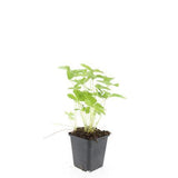 Fraisier des bois en godet - Fragaria vesca - H 10-25 cm, pot Ø9 cm - photo 3