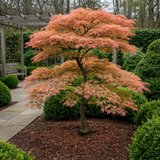 Green boutiQ - Terrasplant - Japanse Esdoorn - Acer palmatum Iyoshi - Roze - 2 Växtn - Bladverliezend - Kruka 19cm Hoogte 70cm