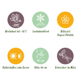 Green boutiQ - Trädgårdsväxt - Hydrangea panniculata Groundbreaker Blush - Greeny - Ruby - Pyramidhortensia - Kompakt - Rosa-Grön-Röd - 3 Växter - Kruka 14cm - Höjd 20-25cm