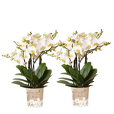 Orchidées Phalaenopsis blanches Blossom Lausanne - lot de 2 ou 4 - pot Ø12 cm
