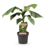 Green boutiQ - Fruitplant - Japanse vezelbanaan - Musa Basjoo - Winterhard - Kruka 21cm Hoogte 90cm