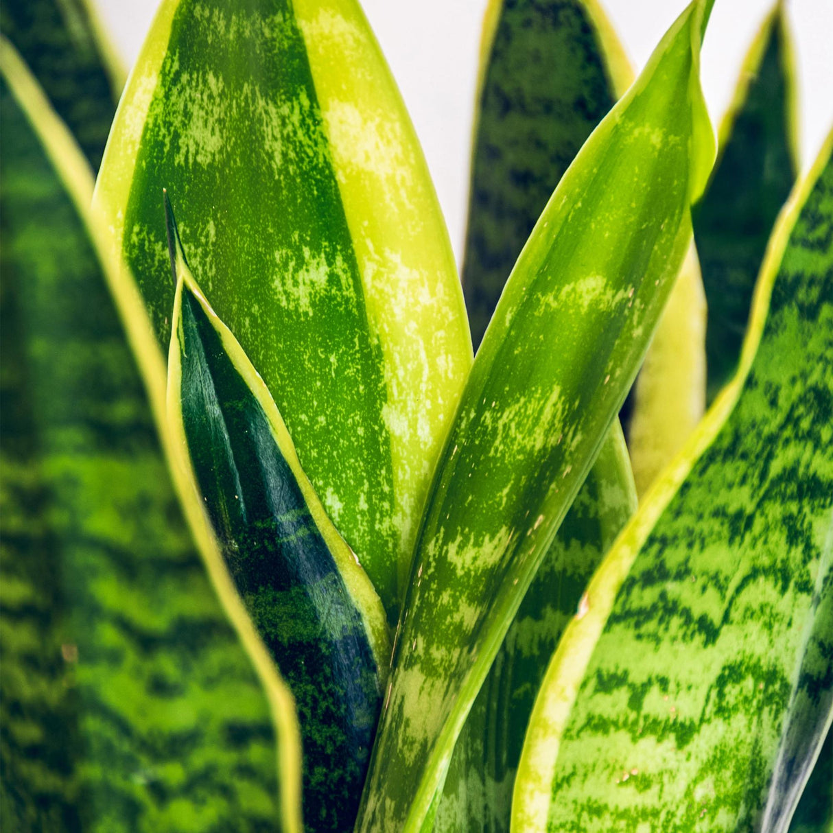 Green BoutiQ - Green is... Kamerväxtn - Utanevieria Laurentii - Vrouwentong - Weinig onderhoud - Groen - 1 Plant - Kruka 21cm - Hoogte 70-80cm