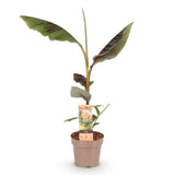 Green boutiQ - Fruitplant - Japanse vezelbanaan - Musa Ever Red - Winterhard - Kruka 21cm Hoogte 90cm