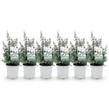 Green boutiQ - Terrasplant - Eucalyptus boom - Eucalyptus gunni  - Grijs - 6 Växtn - Winterhard - Kruka 17cm Hoogte 40cm