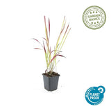 Herbe à sang du Japon Red Baron en godet - Imperata cylindrica - H 10-25 cm, pot Ø9 cm - photo 4