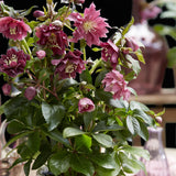 Green boutiQ - Tuinplant - Lenten Rose - Helleborus orientalis Double Ellen Red - Rode Bloem -1 Plant - Groenblijvend - Kruka 14cm Hoogte 35cm