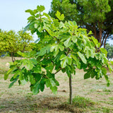 Green boutiQ - Tuinplant - Ficus carica Brown Turkey - Plant op stam - Terras Plant - Bladverliezend - Weinig Onderhoud - Kruka 19cm Hoogte 90cm