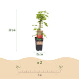 Framboisier Malling Promise - H 50 cm, pot Ø15 cm