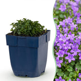Campanule des murailles - H 15-25 cm, pot Ø11 cm