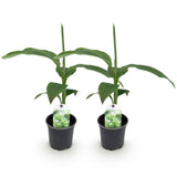 Green boutiQ - Fruitplant - Bananen plant - Musa Basjoo - Winterhard - 2 växtn - Kruka 12cm Hoogte 30cm