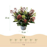 1x - Terrasplant - Skimmia japonica Festival - Bloem Wit & Rood - 15+ Bloemen - 1 Plant - Winterhard - Kruka 15cm Hoogte 30cm