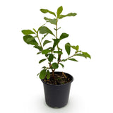 Green boutiQ - Tuinplant - Cornus Florida - Bloem Wit-Roze - 1 Plant - Bladverliezend - Weinig Onderhoud - Kruka 12cm Hoogte 35cm