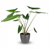 Green boutiQ - Kamerplant - Olifantsoor - Alocasia Zebrina - Groen - Weinig onderhoud - 1 Plant - met Potter Grijs - Kruka 21 cm - Hoogte 70 - 75cm