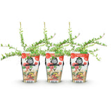Green boutiQ - Fruitväxtn - Blauwe Bes - Vaccinium macrophylla Early Black - Winterhard - 3 Växtn - Kruka 9 cm - Donker Rode  Bes