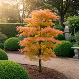 Green boutiQ - Terrasplant - Japanse Esdoorn - Acer palmatum Katsura - Oranje - 2 Växtn - Bladverliezend - Kruka 19cm Hoogte 70cm