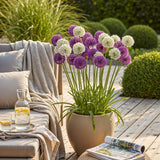 Green boutiQ - Bloembollen - Allium Purple White Mix - Kleur Paars i Wit - 15 stuks - Bolmaat 10/12 - XXL Pack