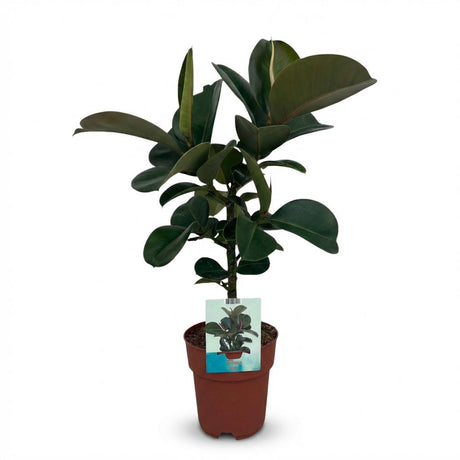Green boutiQ - Kamerplant - Rubberplant - Ficus Elastica Cloe - Groen - Weinig onderhoud - 1 Plant - Kruka 19cm - Hoogte 65cm