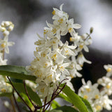 Green boutiQ - Heesters -  Deutzia Gracilis - Bloem Wit - 1 Plant - Bladverliezend - Weinig Onderhoud - Kruka 17cm Hoogte 45cm