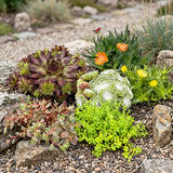 Vivaces alpines en mélange - H 10-12 cm, pot Ø7 cm