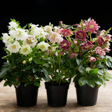 Green boutiQ - Tuinplant - Lenten Rose - Helleborus orientalis Double Tricolour - Roze - Rode - Witte Bloem -3 Växtn - Groenblijvend - Kruka 14cm Hoogte 35cm