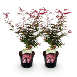 Green boutiQ - Terrasplant - Japanse Esdoorn - Acer palmatum Shaina - Rood - 2 Växtn - Bladverliezend - Kruka 19cm Hoogte 70cm