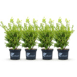 Green boutiQ - Buxus Haag - BetterBuxus Babylon Beauty - Resistant tegen de Buxus schimmel - 4 växtn - 1 strekkende meter - kruka 19cm hoogte 50-55