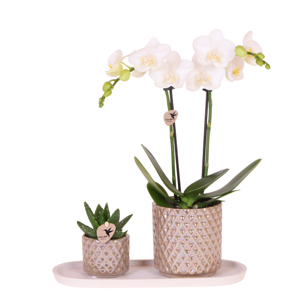 Orchidée Phalaenopsis blanche Mineral Amabilis et succulente - coffret Diamond Pearl sable - pot Ø9 cm