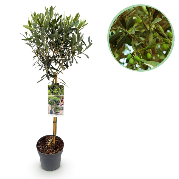 Green boutiQ - Tuinplant - Olea Europaea - Plant op stam - Terras Plant - Bladhoudend - Weinig Onderhoud - Kruka 19cm Hoogte 90cm