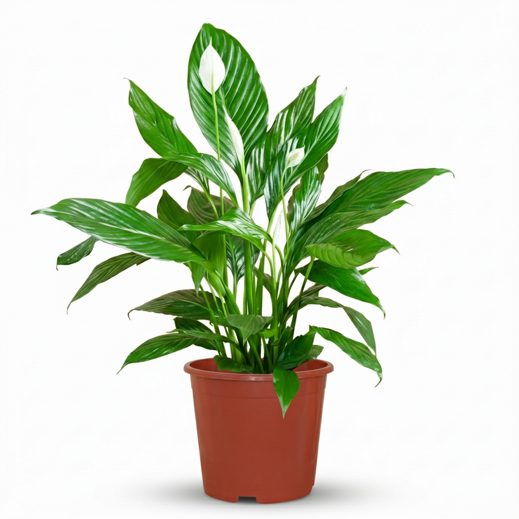 Green boutiQ - Kamerplant - Lepelplant - Spathiphyllum - Wit - Weinig onderhoud - 1 Plant - Kruka 19cm - Hoogte 70 - 80cm
