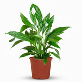 Green boutiQ - Kamerplant - Lepelplant - Spathiphyllum - Wit - Weinig onderhoud - 1 Plant - Kruka 19cm - Hoogte 70 - 80cm
