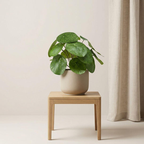 Pilea artificiel h25cm kruka inkluderad