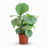Green boutiQ - Kamerplant - Pauwenplant - Calathea Orbifolia - Groen - Weinig onderhoud - 1 Plant - Kruka 21cm - Hoogte 60 - 70cm