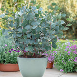 Green boutiQ - Terrasplant - Eucalyptus boom - Eucalyptus gunni  - Grijs - 6 Växtn - Winterhard - Kruka 17cm Hoogte 40cm