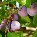 Green boutiQ - Fruitplant - Pruimen boom - Prunus domestica Opal - Geel Rode Vrucht - Kruka 21cm Hoogte 90cm