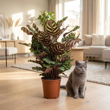 Green boutiQ - Kamerplant - Pauwenplant - Calathea Makoyana - Groen - Weinig onderhoud - 1 Plant - met Mand - Kruka 19cm - Hoogte 70cm