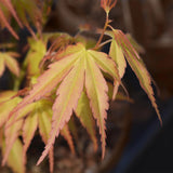 Érable du Japon Katsura - H 90 cm, pot Ø26 cm