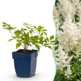 Astilbe Deutschland - H 15-25 cm, pot Ø11 cm - photo 2