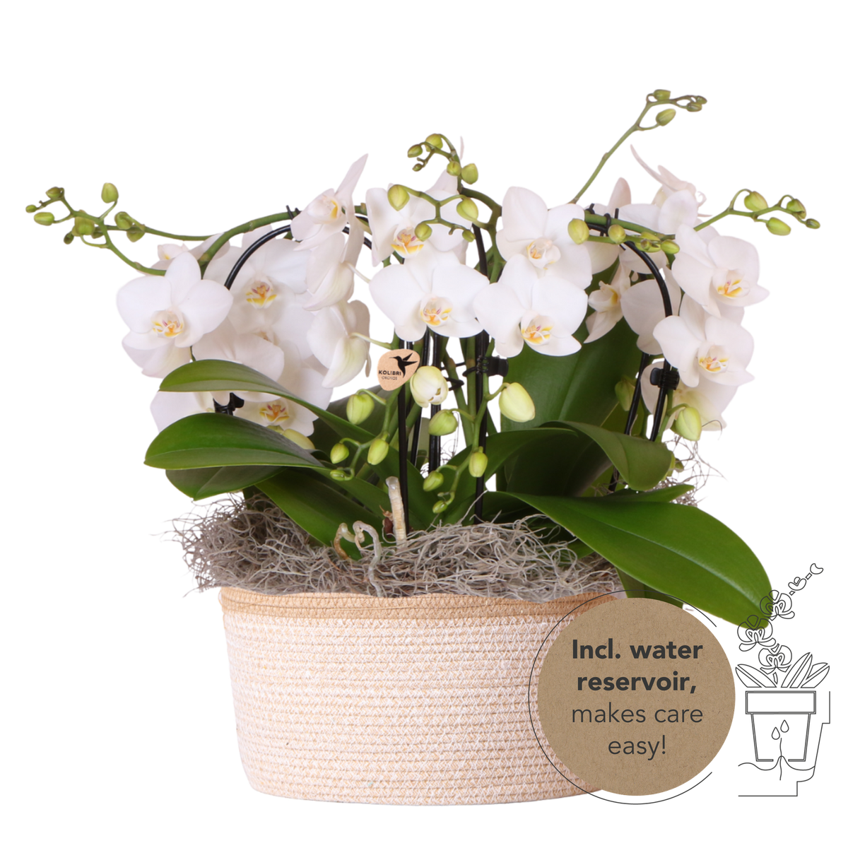 Orchidées Phalaenopsis blanches Niagara Fall en panier Cotton - bouquet retombant de 6 hampes - H 40 cm, pots Ø9 cm