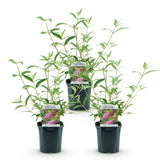 La Green Touch - Trädgårdsväxt - Buddleja davidii Pink Delight - Fjärilsbusk - Winterhart - Rosa - 3 Växter - Kruka 17cm - Höjd 45cm