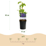 Green boutiQ - Klimplant - Clematis Mrs. N. Thompson - Bloem Roze - Weinig onderhoud -2 växtn -  Kruka 11cm Hoogte 40cm