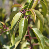 Green boutiQ - Haagväxtn - Prunus lusitanica Angustifolia - blad groen - 6 växtn - 1 strekkende meter - groenblijvend - kruka 17cm hoogte 50cm