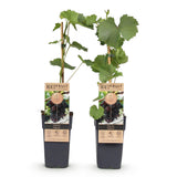 Green boutiQ - Fruitplant - Paarse Druif -  Vitis vinifera Vanessa - Pitloos - 2 växtn - Kruka 15cm Hoogte 50cm