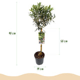 Green boutiQ - Tuinplant - Olea Europaea - Plant op stam - Terras Plant - Bladhoudend - Weinig Onderhoud - Kruka 19cm Hoogte 90cm