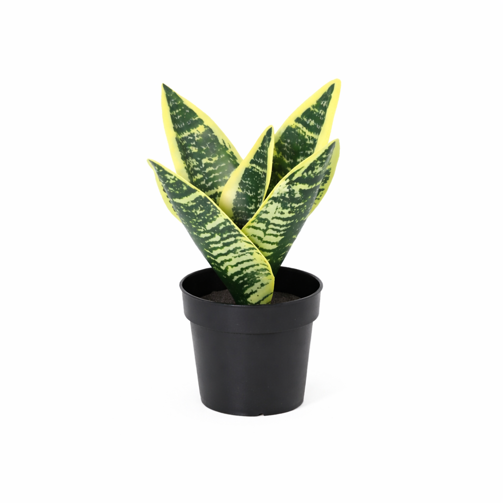 ARTIFICIAL Utanevieria laurentii - 21cm
