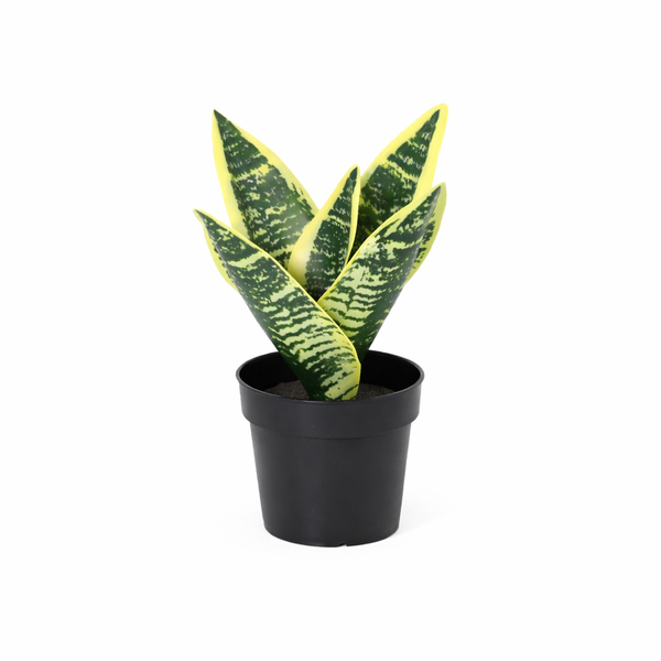 ARTIFICIAL Utanevieria laurentii - 21cm