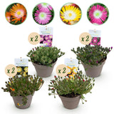 Green boutiQ - Bodembedekker - Winterhard - Delosperma Jewel of Dessert - 8 Växtn - Kleuren Rood - Oranje - Paars - Roze - Weinig Onderhoud - Kruka 14 Hoogte 17