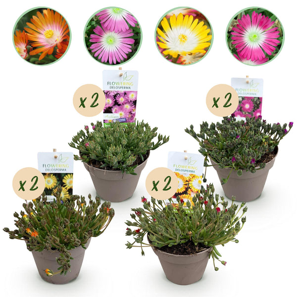 Green boutiQ - Bodembedekker - Winterhard - Delosperma Jewel of Dessert - 8 Växtn - Kleuren Rood - Oranje - Paars - Roze - Weinig Onderhoud - Kruka 14 Hoogte 17