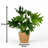Green boutiQ - Kamerplant - Philodendron - Philodendron Lickety split - Groen - Weinig onderhoud - 1 Plant - met Mand - Kruka 19cm - Hoogte 70cm