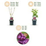 La Green Touch - Trädgårdsväxt - Syringa vulgaris Ludwig Spath - Vanlig Syrén - Frosthart - Lila - 1 Plant - Kruka 17cm - Höjd 45cm
